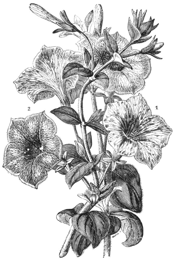Public domain 5-petal flowers drawing.