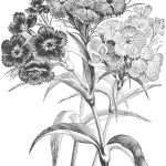 Lovely black and white mini carnations drawing.