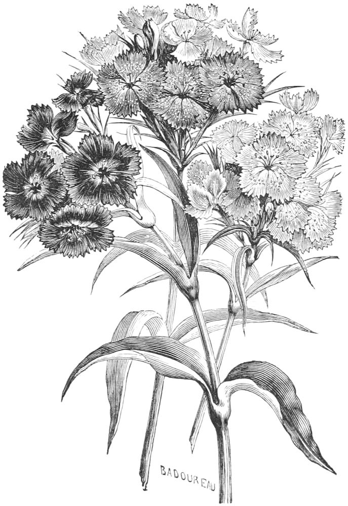 Lovely black and white mini carnations drawing.