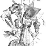 Vintage mixed flowers engraving - public domain and easy to download.