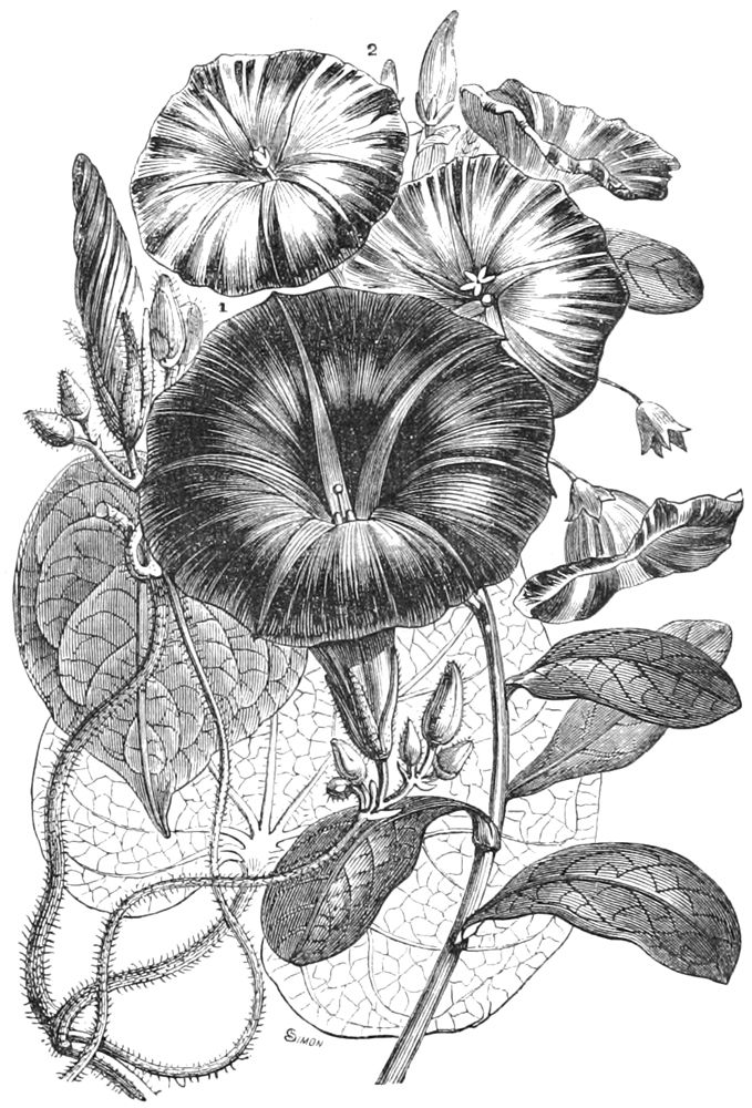 Full page morning glory plate from 1837.