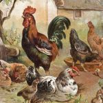 Vintage book illustration of a chicken family.