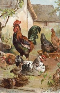 Vintage book illustration of a chicken family.