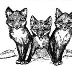 Trio of foxes black and white drawing