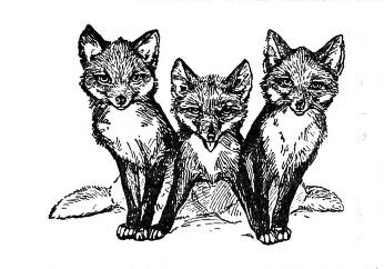 Trio of foxes black and white drawing