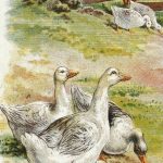 Gaggle of geese public domain book illustration.