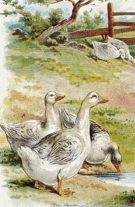 Gaggle of geese public domain book illustration.