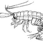 drawing of a gammarus pulex