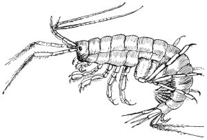 drawing of a gammarus pulex