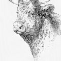 sweet young bull drawing