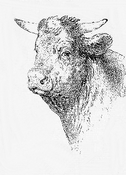 sweet young bull drawing